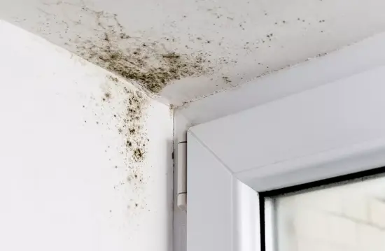 Mold buildup inside a home from a leaking roof